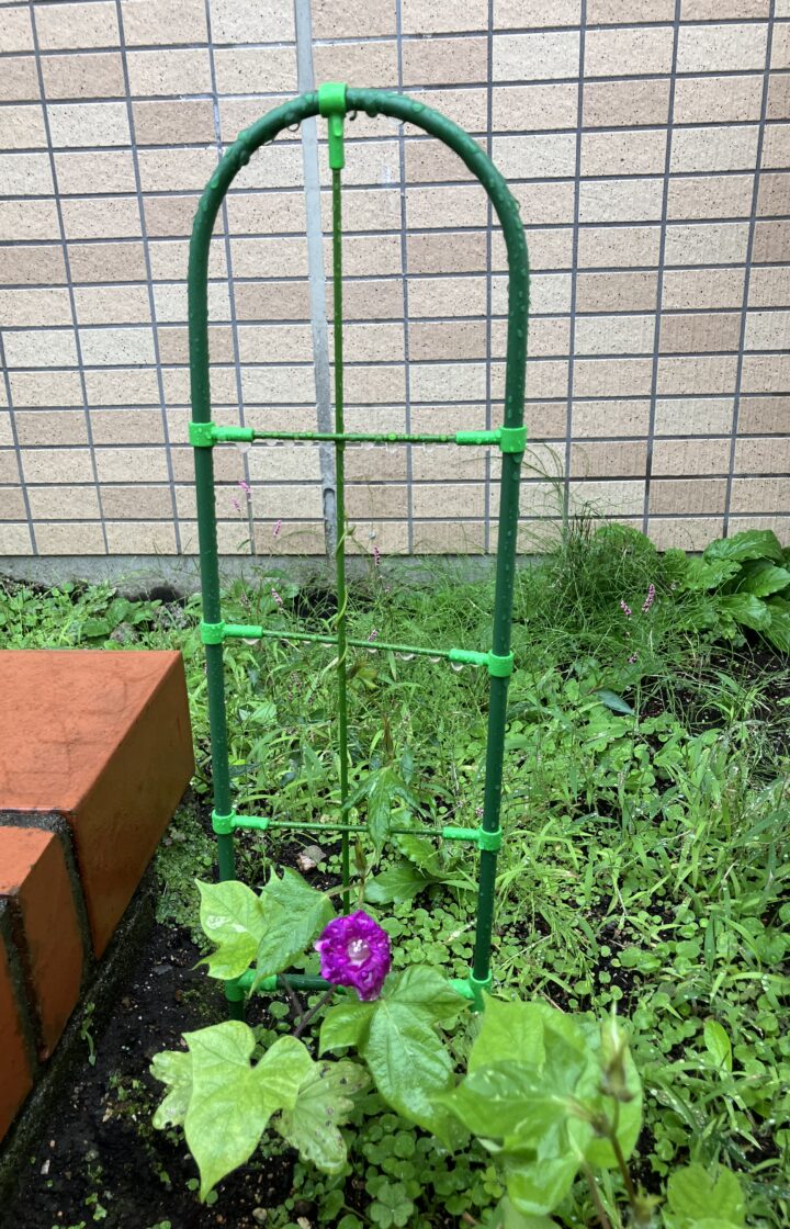 石英同好会の育てた朝顔が咲きました！